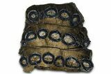 Mammoth Molar Slice With Case - South Carolina #377779-1